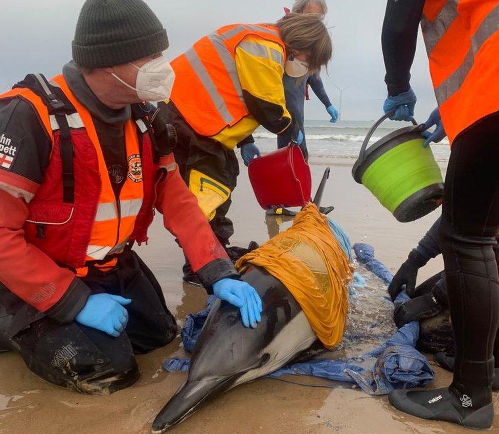 A man strokes a dolphin as people pour buckets of water over the animal