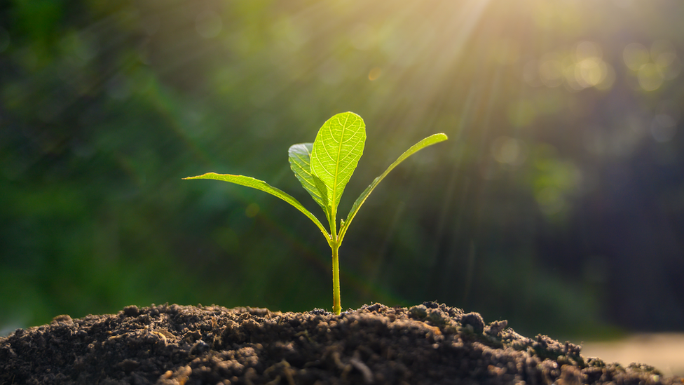 A sapling in the soil and sunlight.