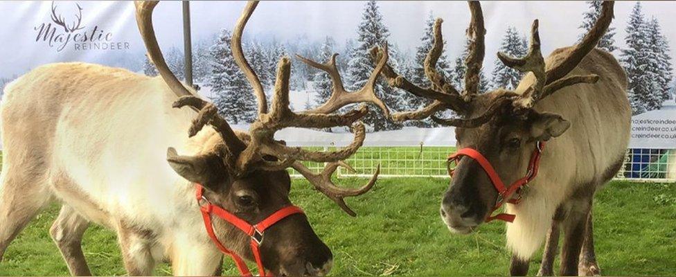 two reindeer