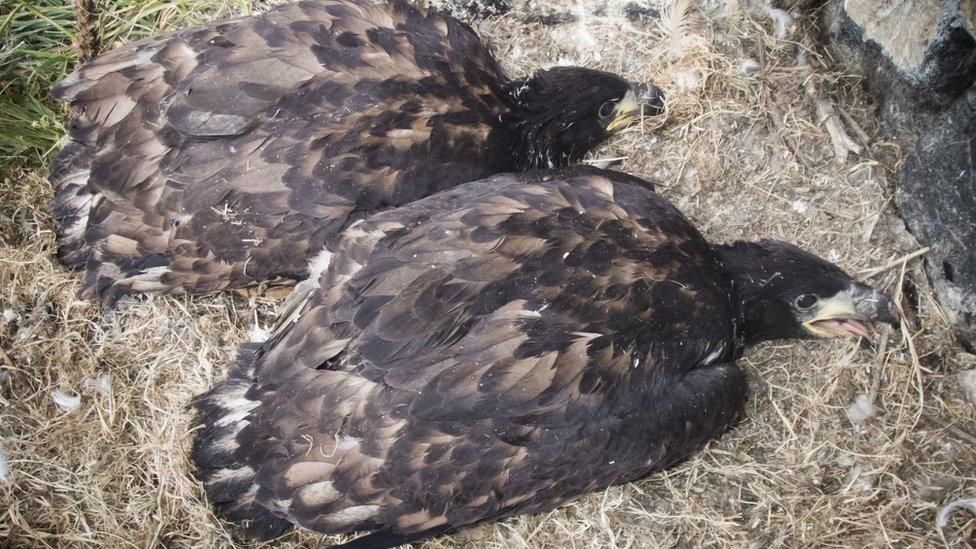 Sea eagle chicks