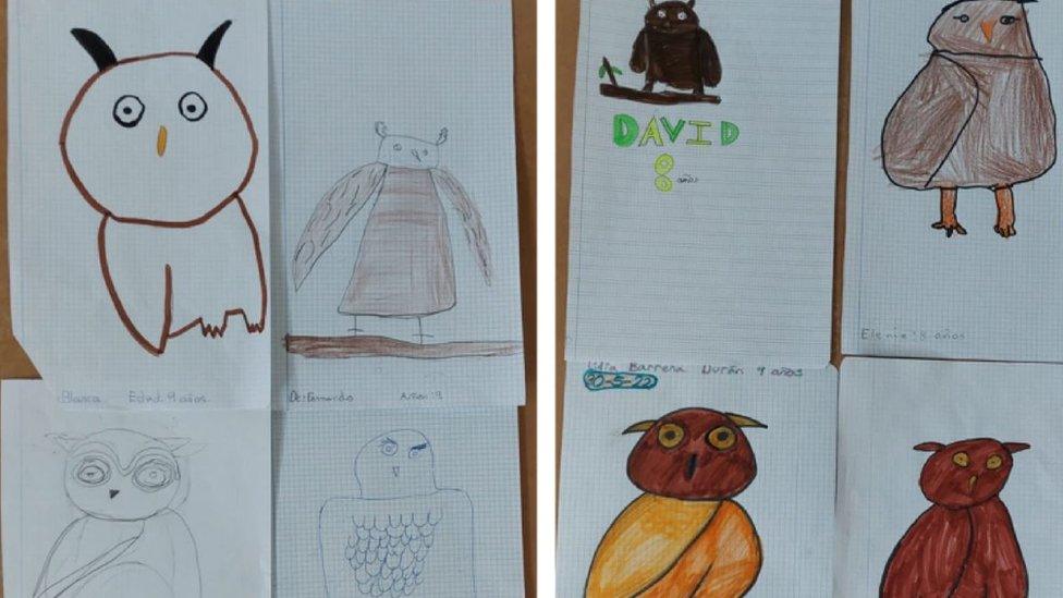 Owl drawings