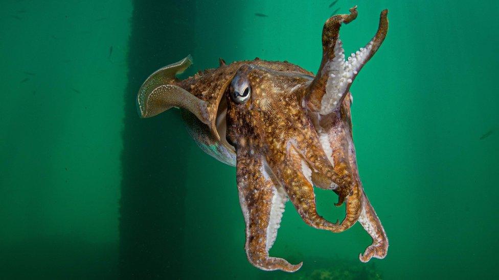 Cuttlefish