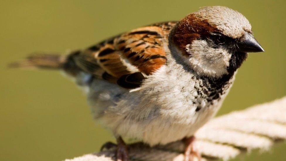 House Sparrow perched on a rope