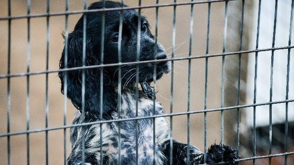 Befa, a puppy being cared for by the Dogs Trust