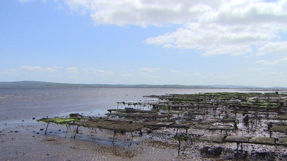 Oyster beds in Lough Foyle