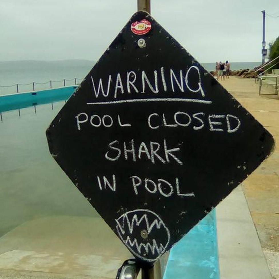 A sign at Sydney's Palm Beach says: "Warning. Pool closed shark in pool."