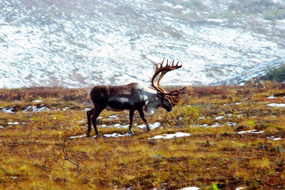 Caribou