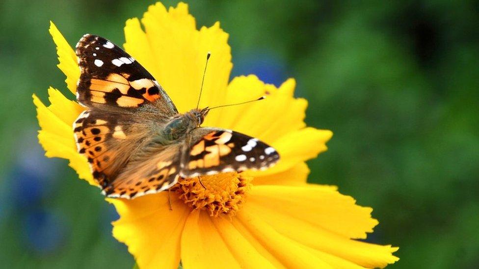 Painted lady butterfly