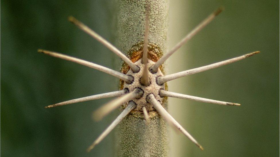 winning-photograph-rhs-annual-photographers-cactus