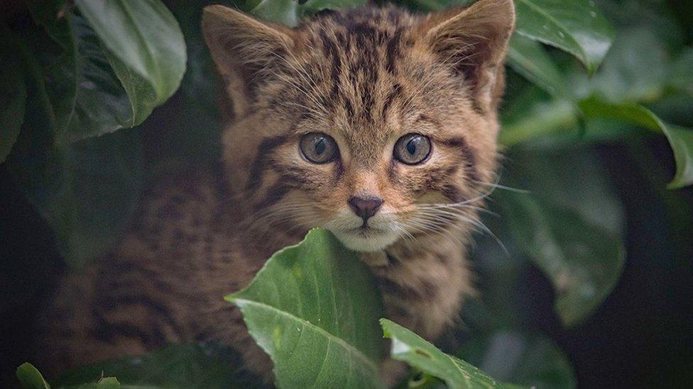 A Scottish wildcat kitten was born at Chester Zoo earlier this month