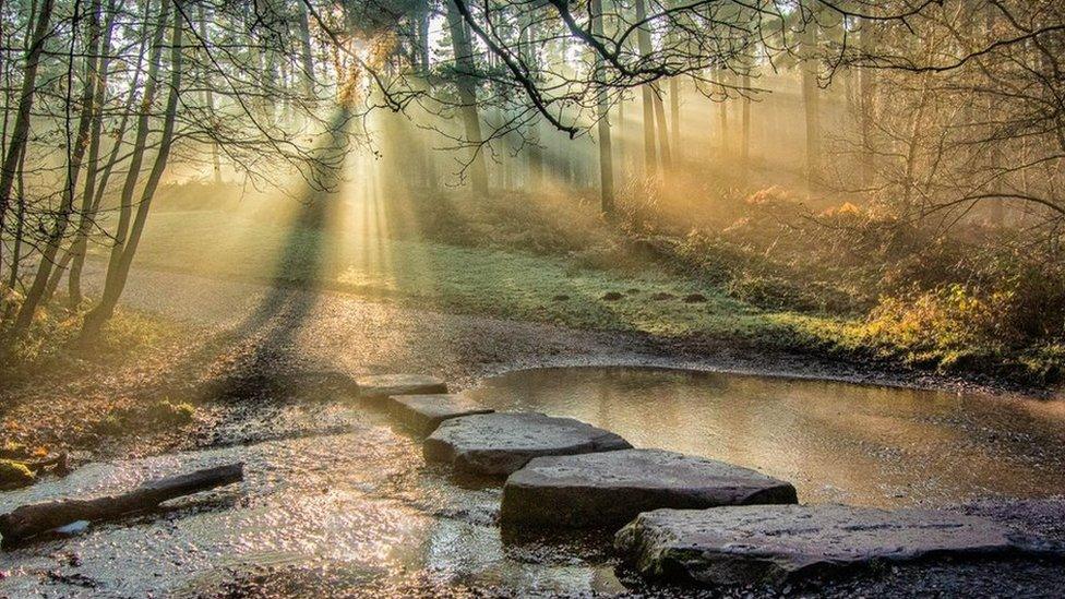 Light streaming through woodland