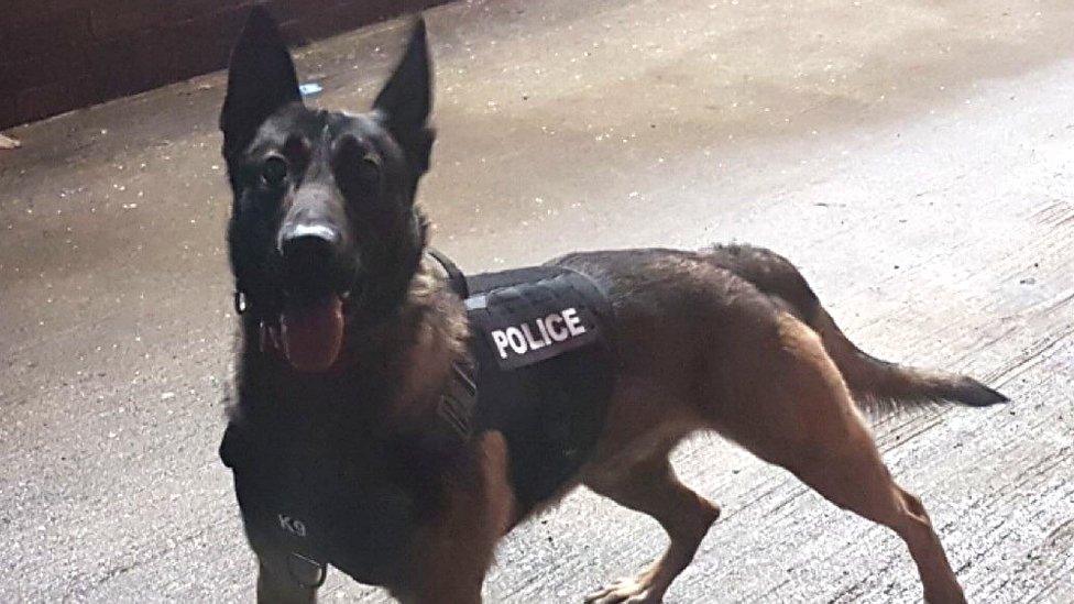 Police dog Viper