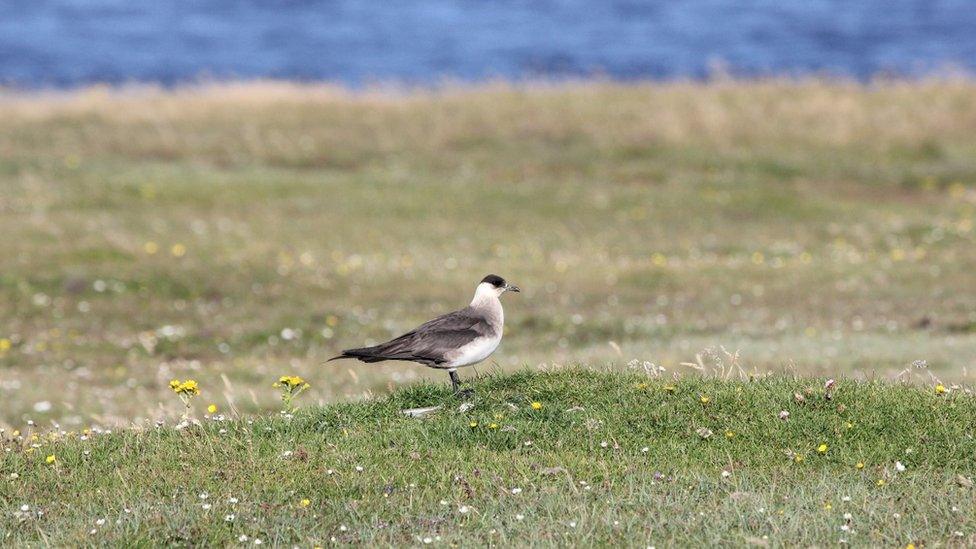 Arctic skua