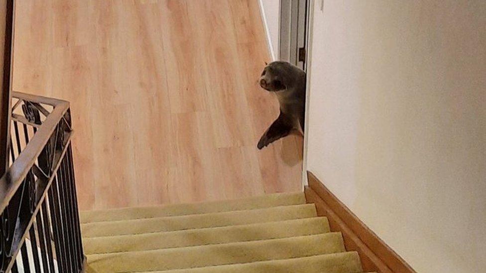 The seal at the bottom of the stairs.