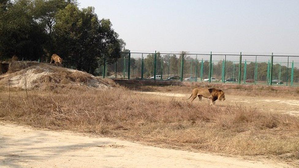 Lions at Lahore Safari