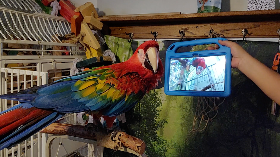 Parrot looking at tablet video calling another parrot