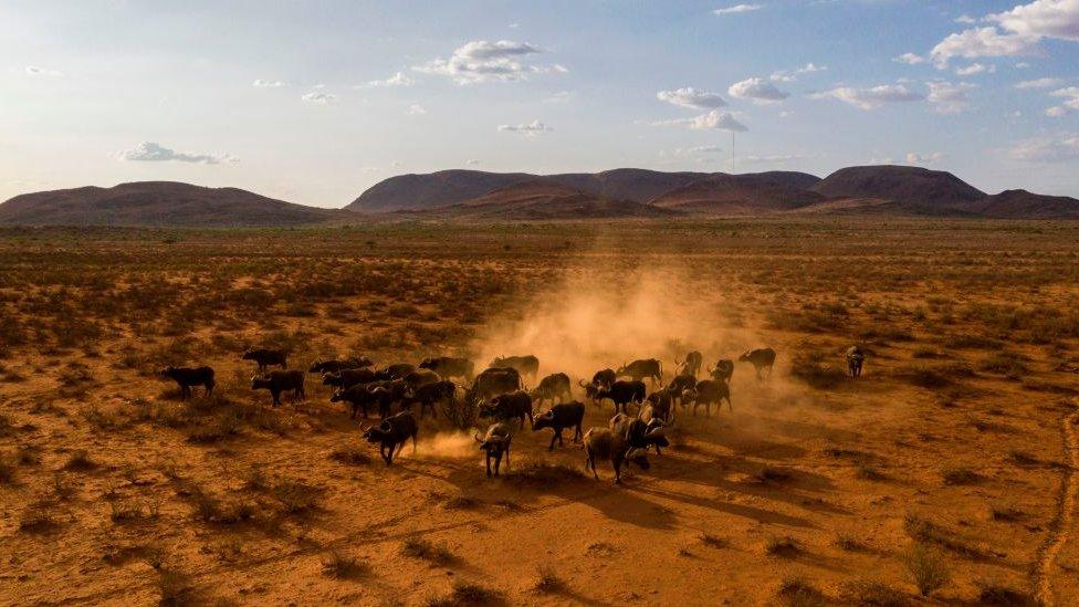 The Kalahari desert is becoming drier, killing buffalo that can't adapt to changing conditions