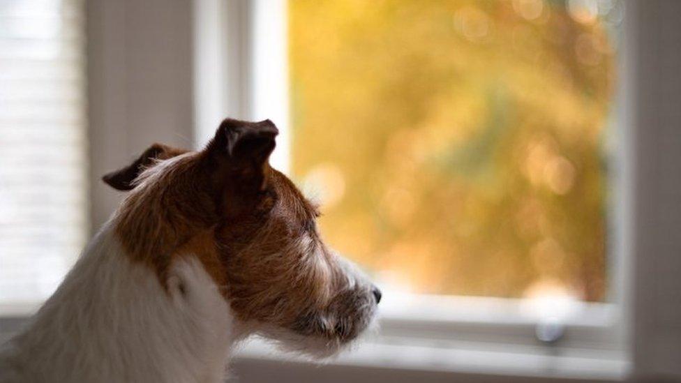 dog looking out of window