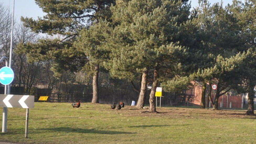 Chickens on the Ditchingham roundabout