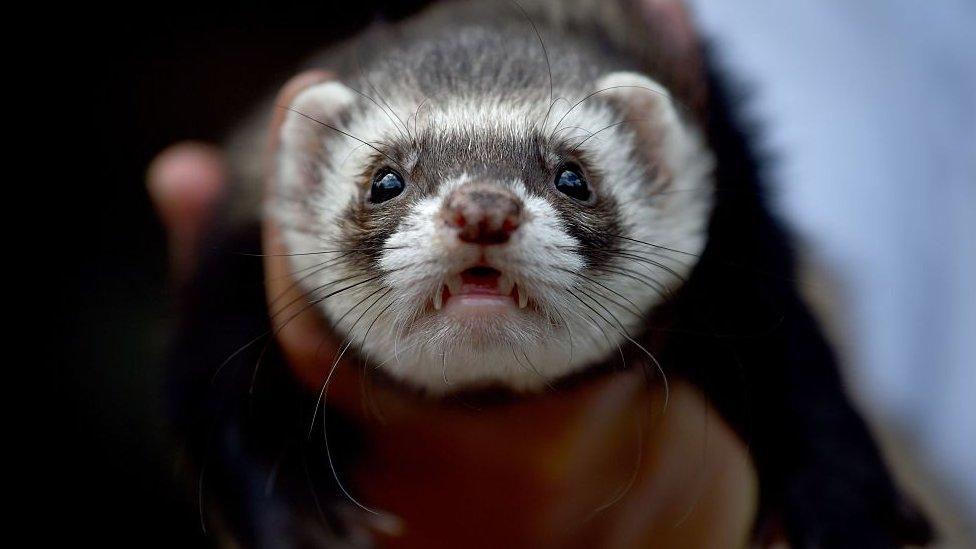 A ferret