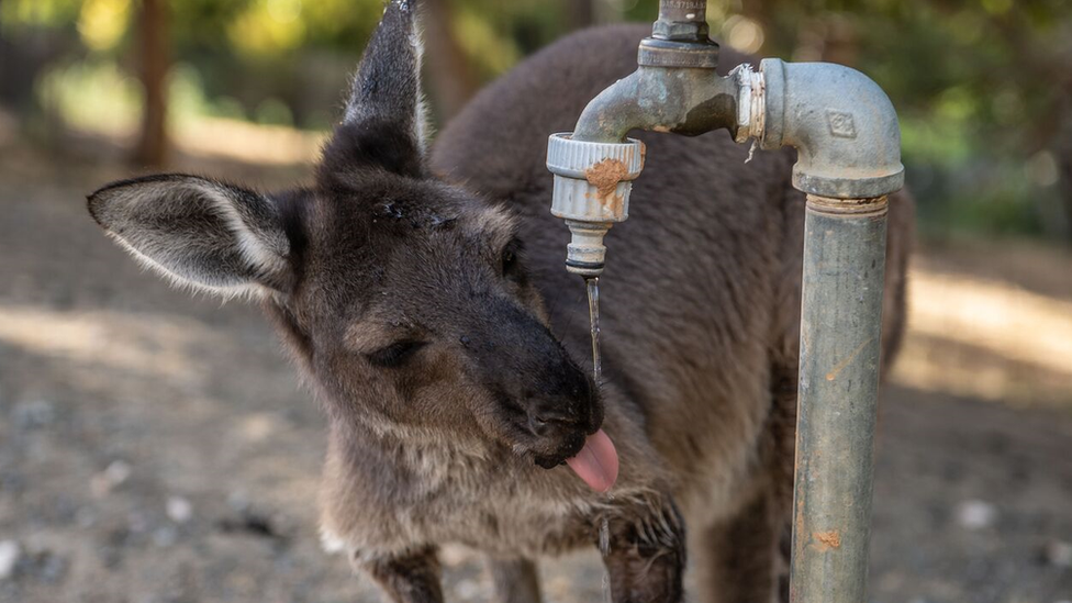 A kangaroo drinking from a garden tap