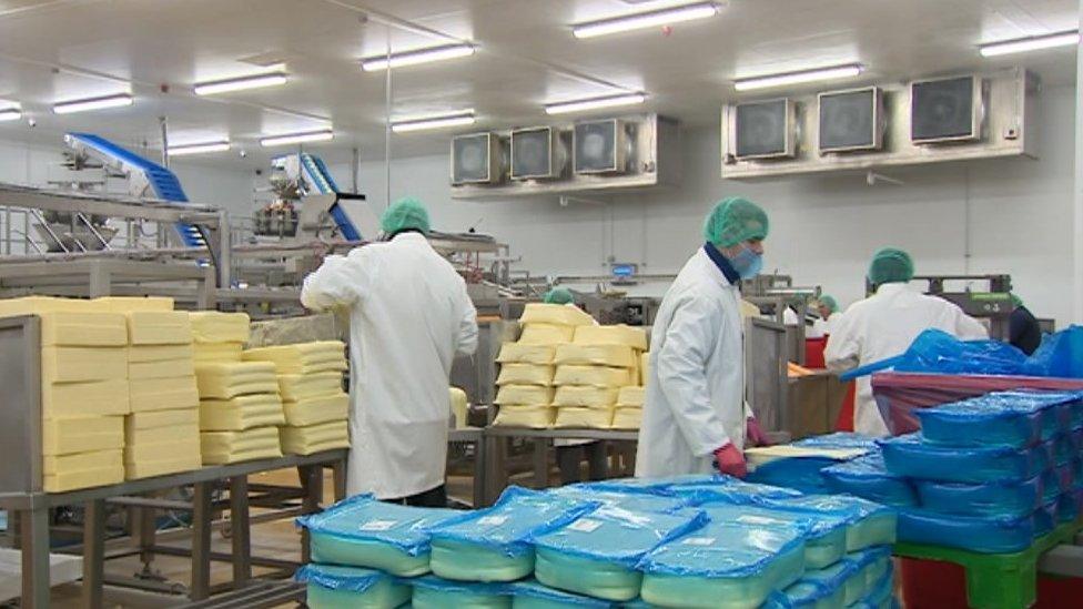 Workers at the Prima Cheese factory