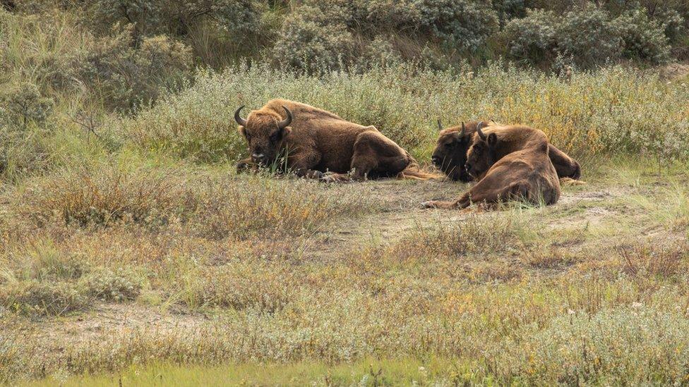 European bison