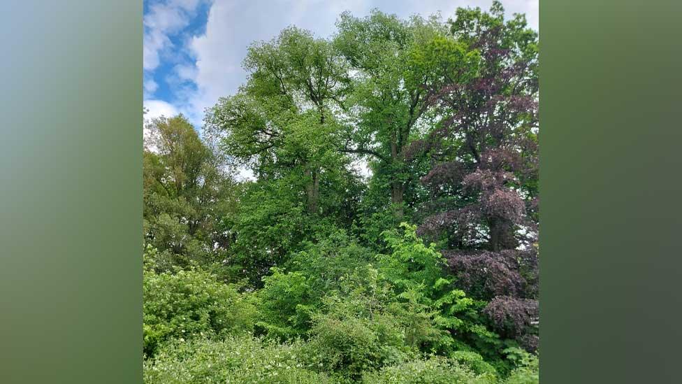 Queen's College elms