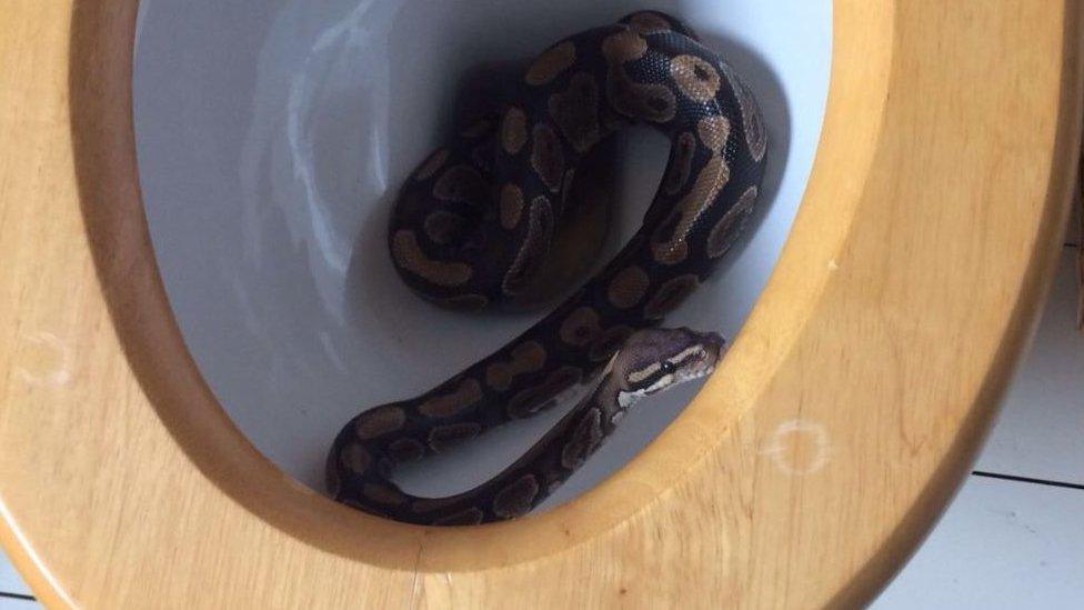 Snake coiled up in a domestic toilet