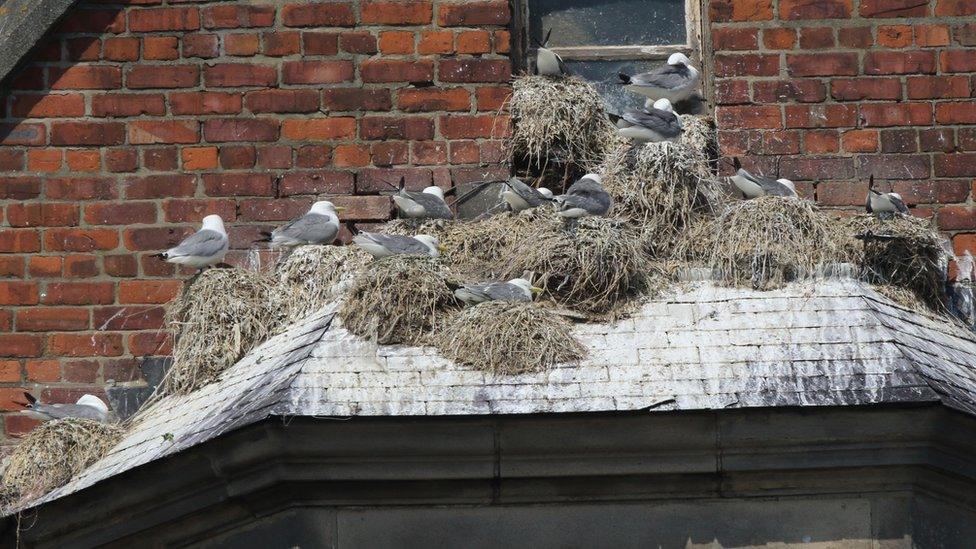 Nesting kittiwakes