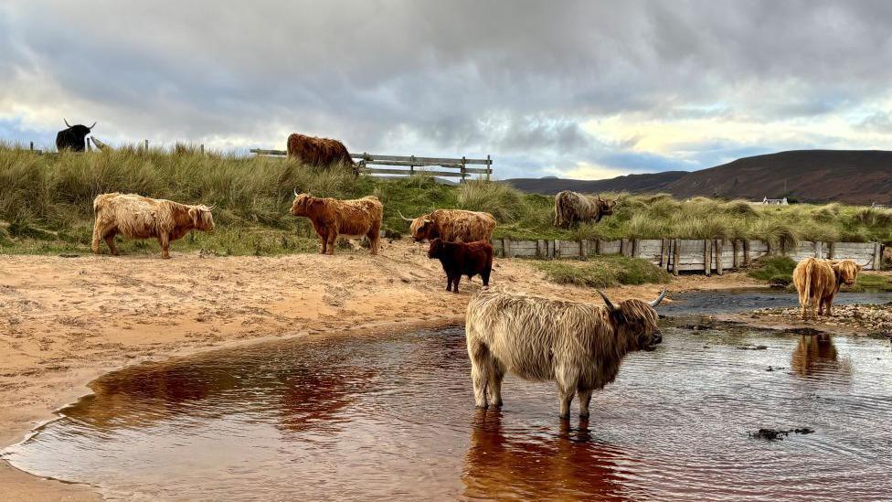 Nine Highland cattle on a beach, most of them are on land and one is in the foreground, standing in water.