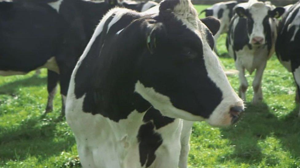 cow