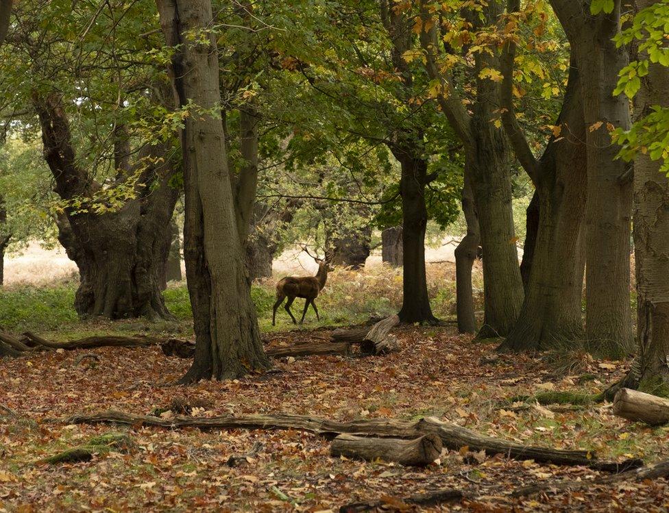 A deer walking in woodland