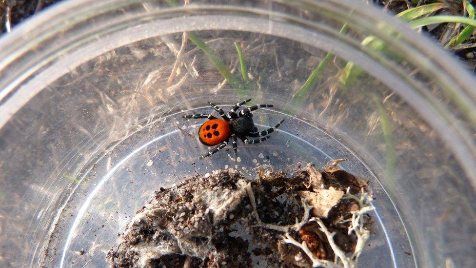 Ladybird Spider