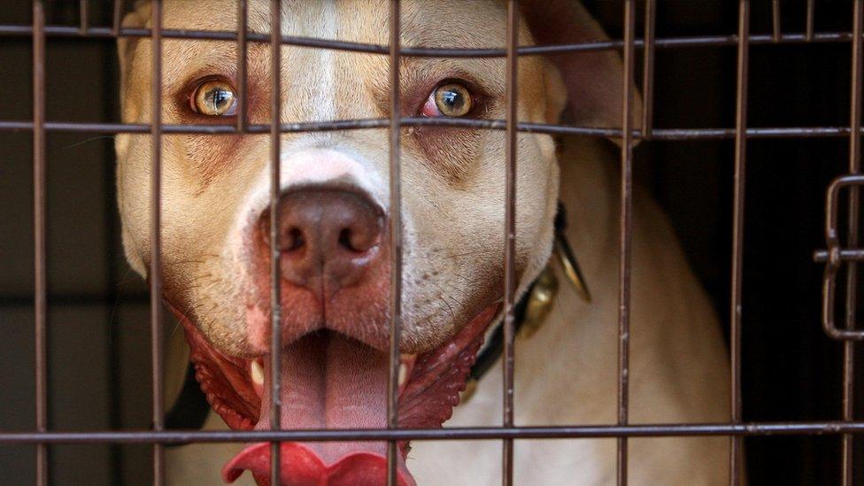 Pitbull seized in London