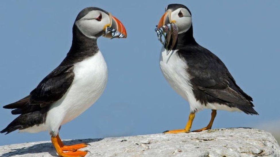 puffins.