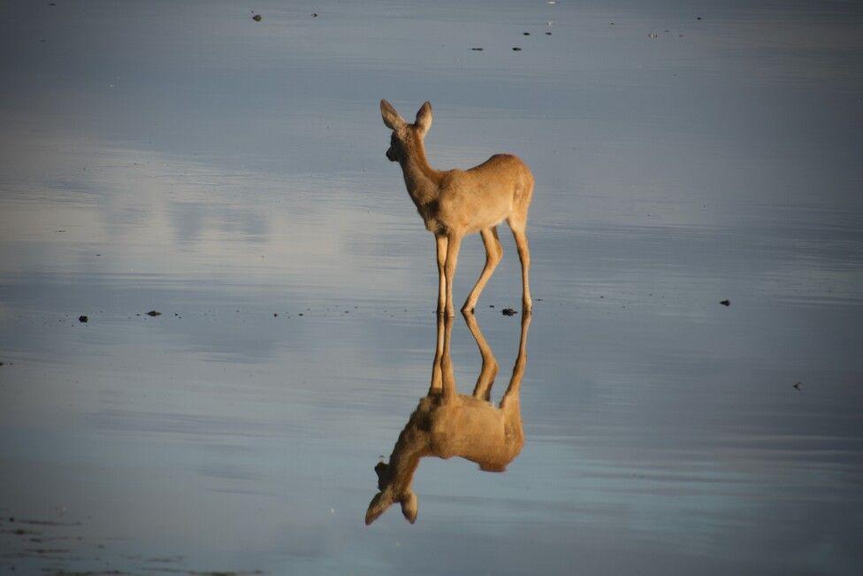 Deer reflection 