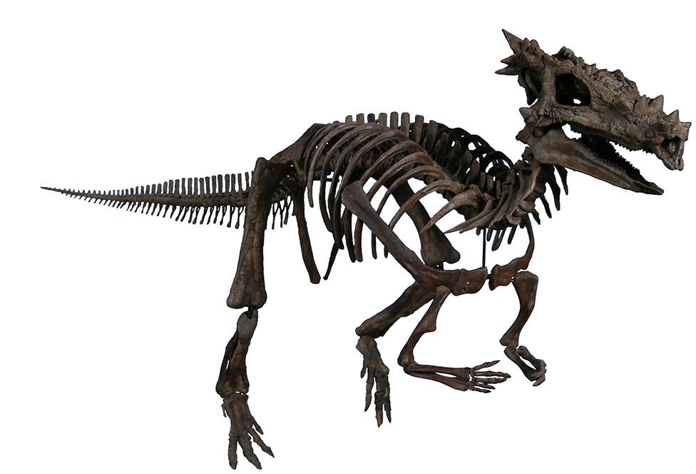 Dracorex hogwartsia