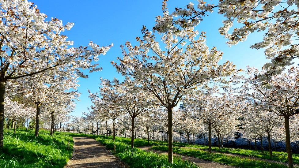 Tai haku cherry trees