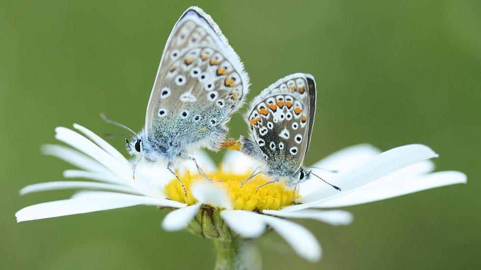 Common blue butterfly