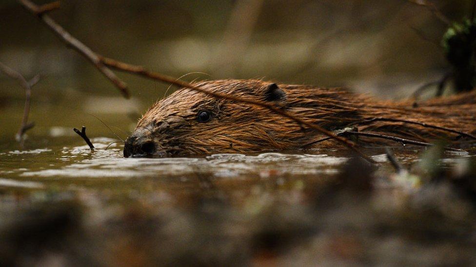 Beaver swimming