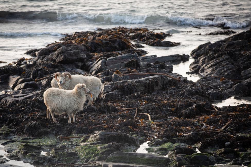 North Ronaldsay sheep eating seaweed