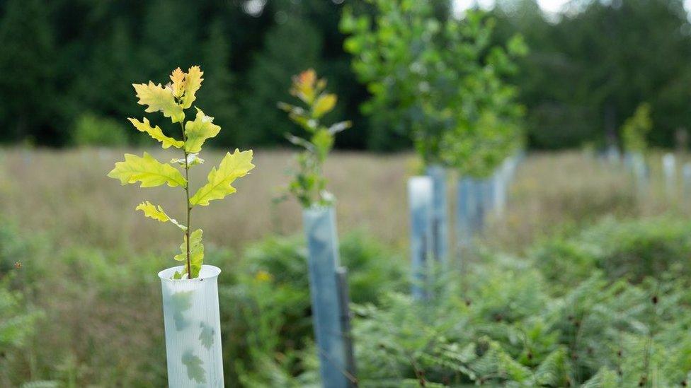 Oak saplings