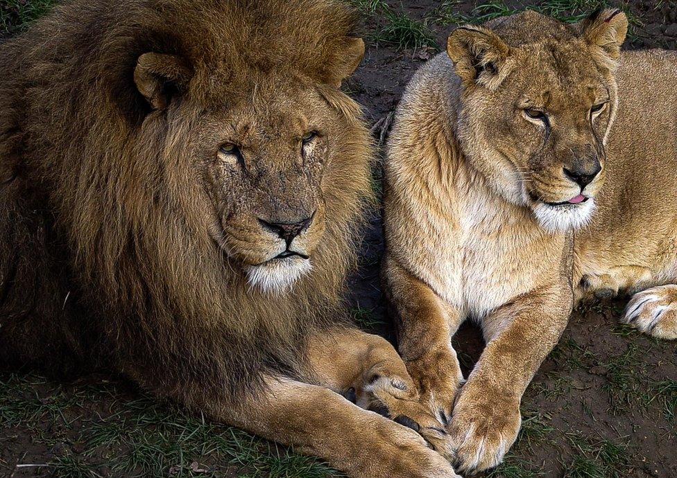 Lions and lionesses at Africa Alive