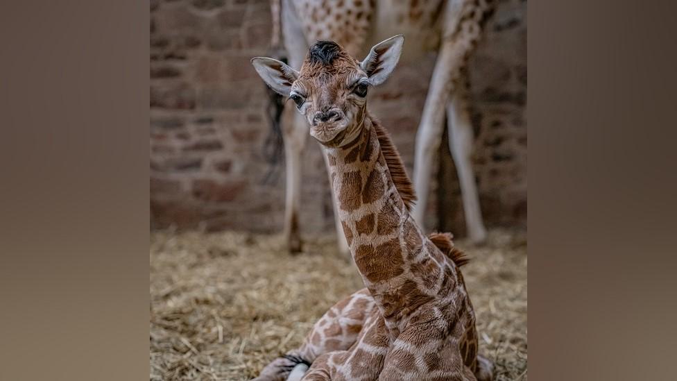 Rare Rothschild's giraffe