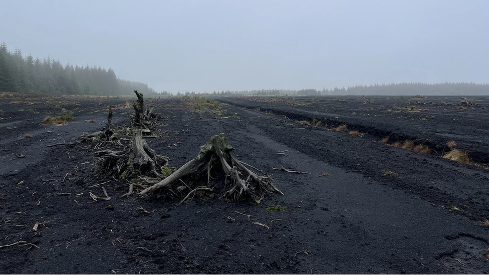 Tree stump in a bog