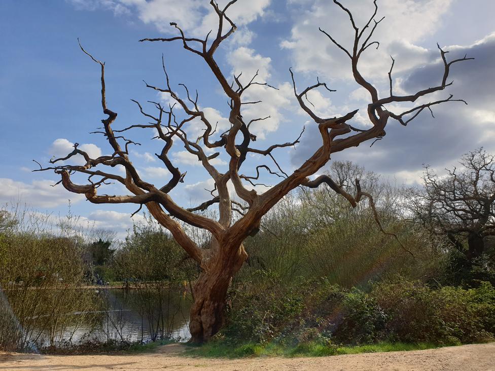 Tree with bare branches near water, below a partly overcast sky