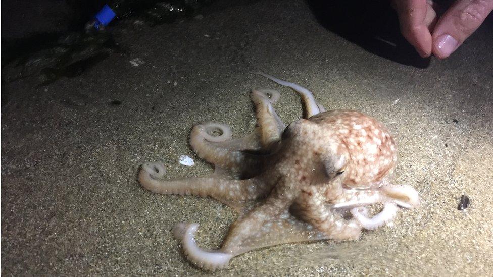 Curled octopus