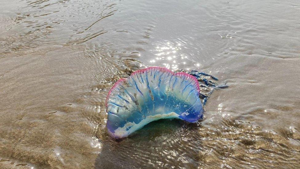 Portuguese man o' war