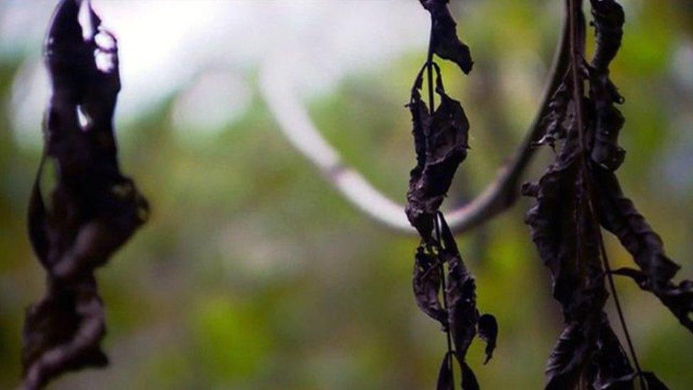 Ash tree infected with the chalara fraxinea fungus